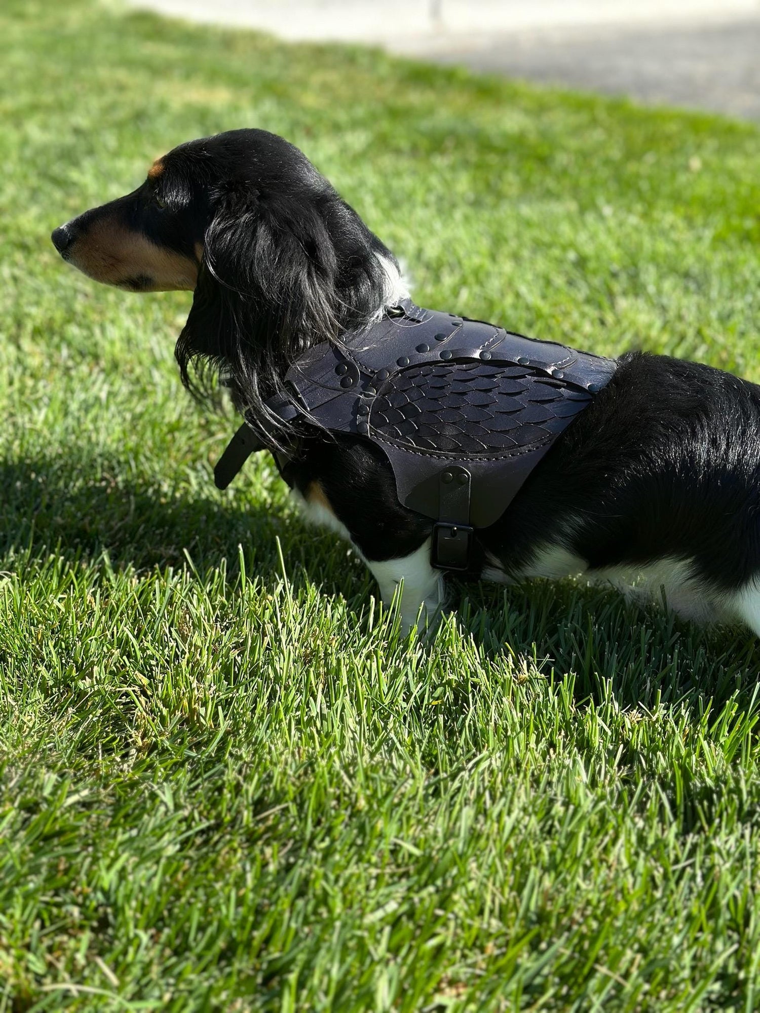 Raven Leather Dog Harness Armor — NEW DESIGN! Wingaling!
