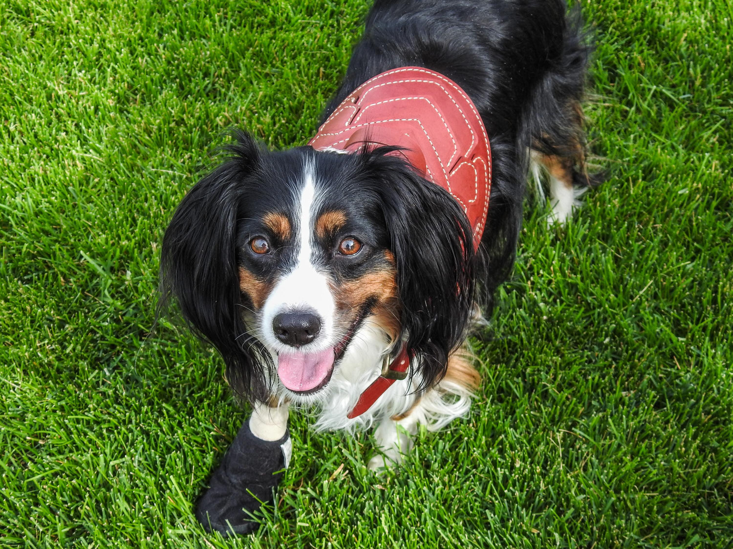 Druaneth Leather Dog Armor Harness