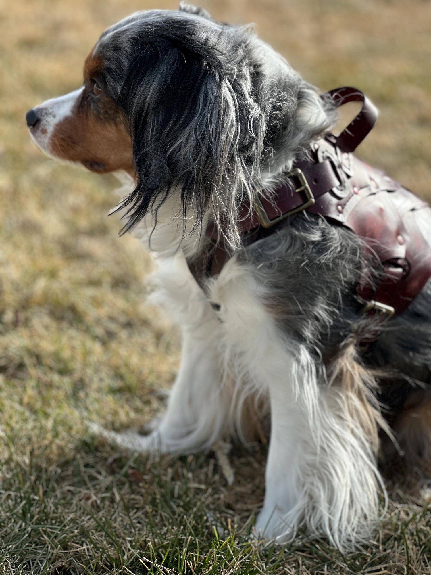 Dunamere Leather Dog Harness Armor