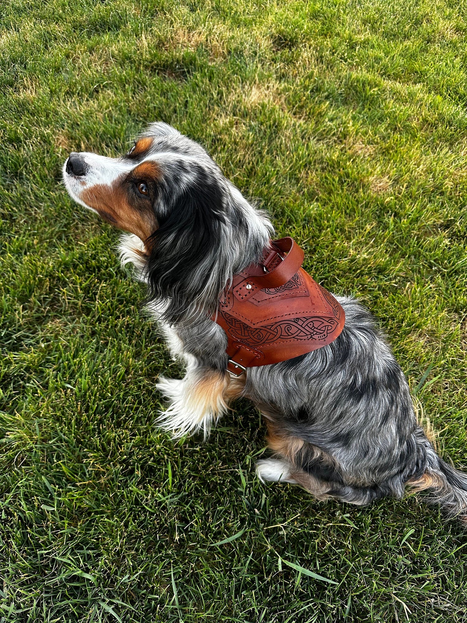 Vidar Leather Dog Harness Armor