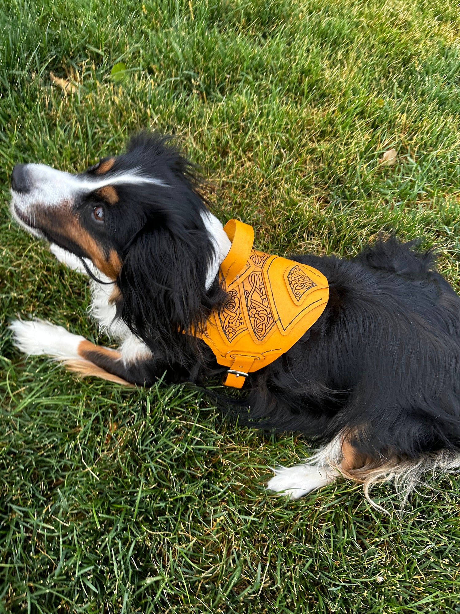 Njord Leather Dog Harness Armor