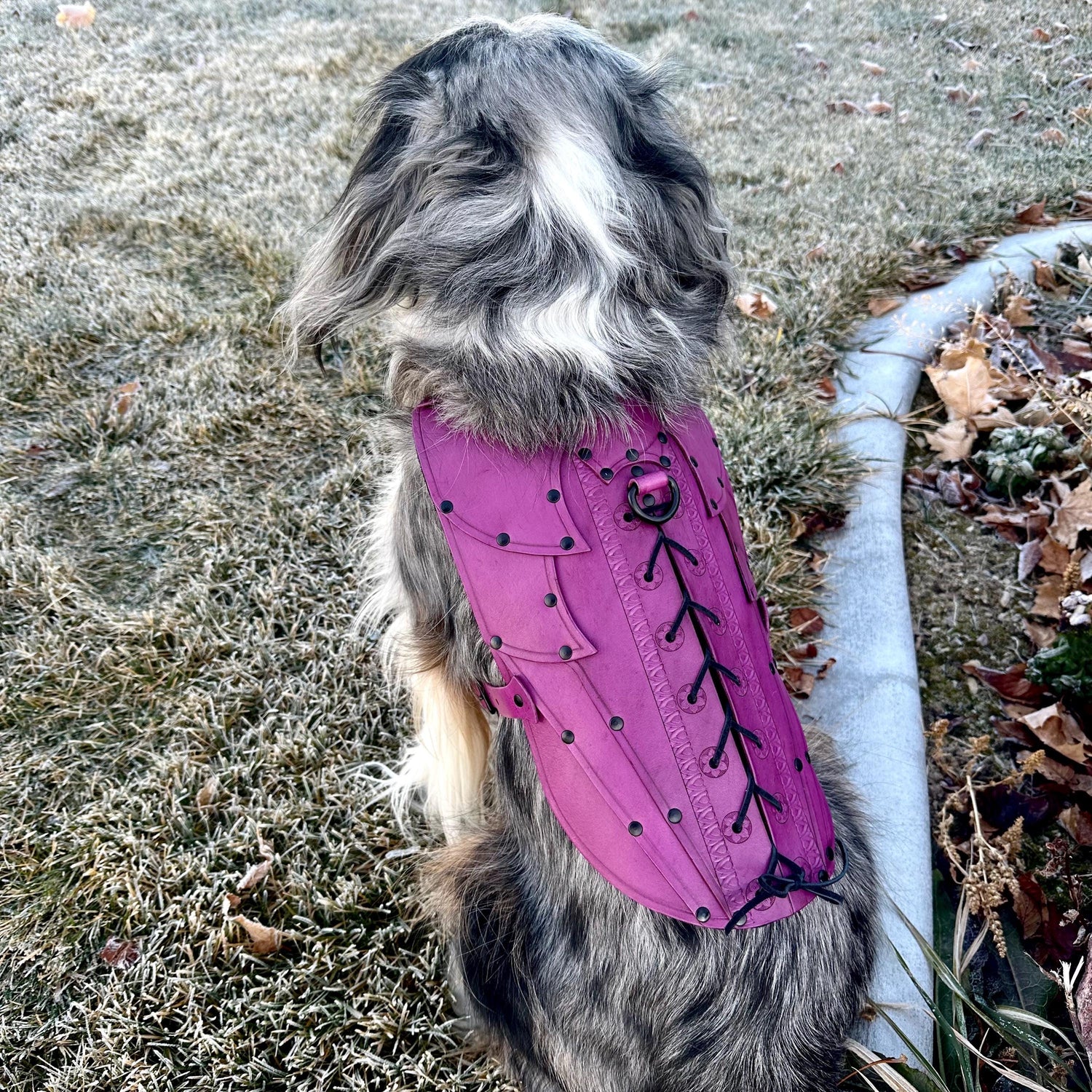 Evie Leather Dog Armor, Harness