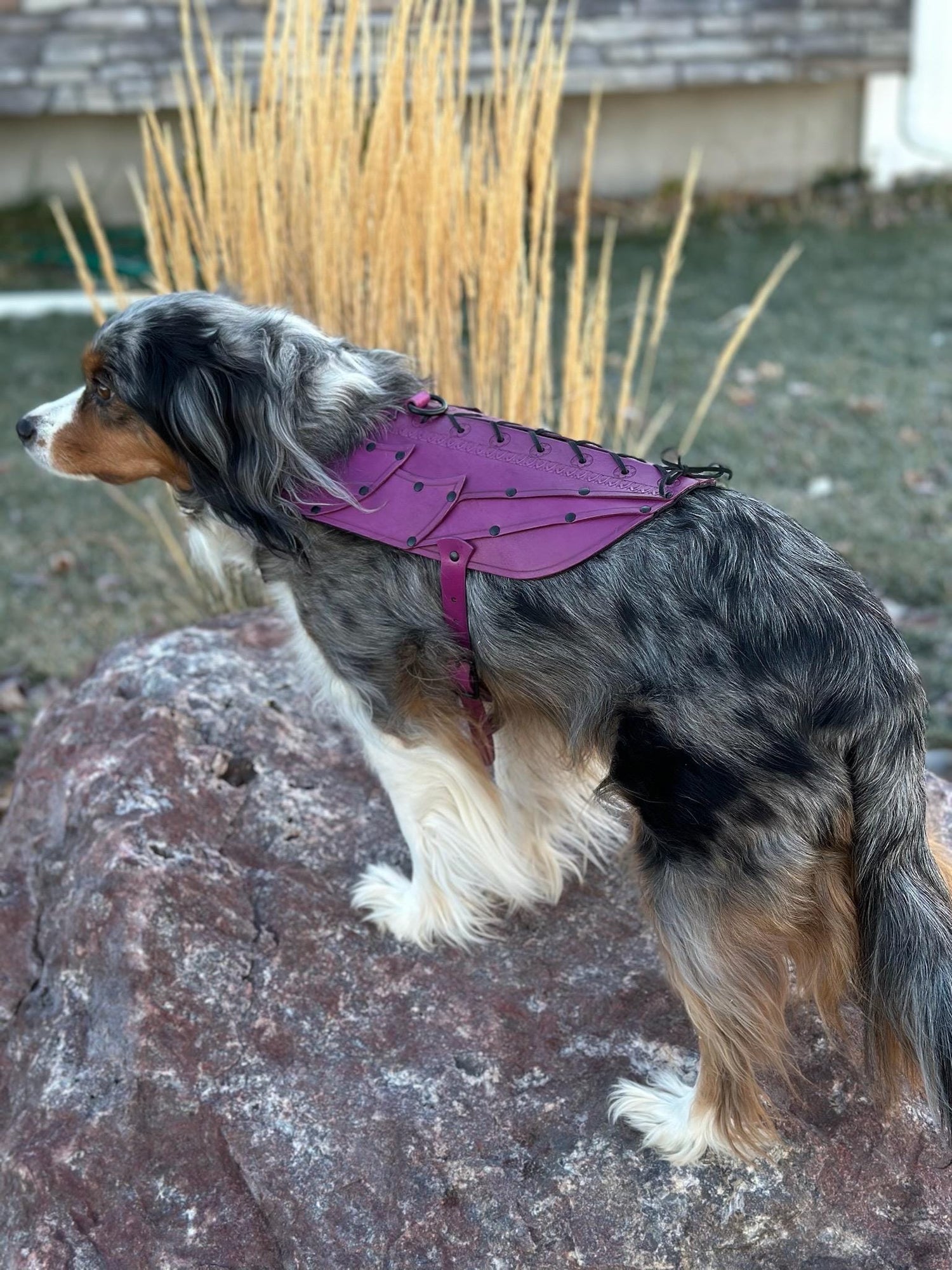 Evie Leather Dog Armor, Harness