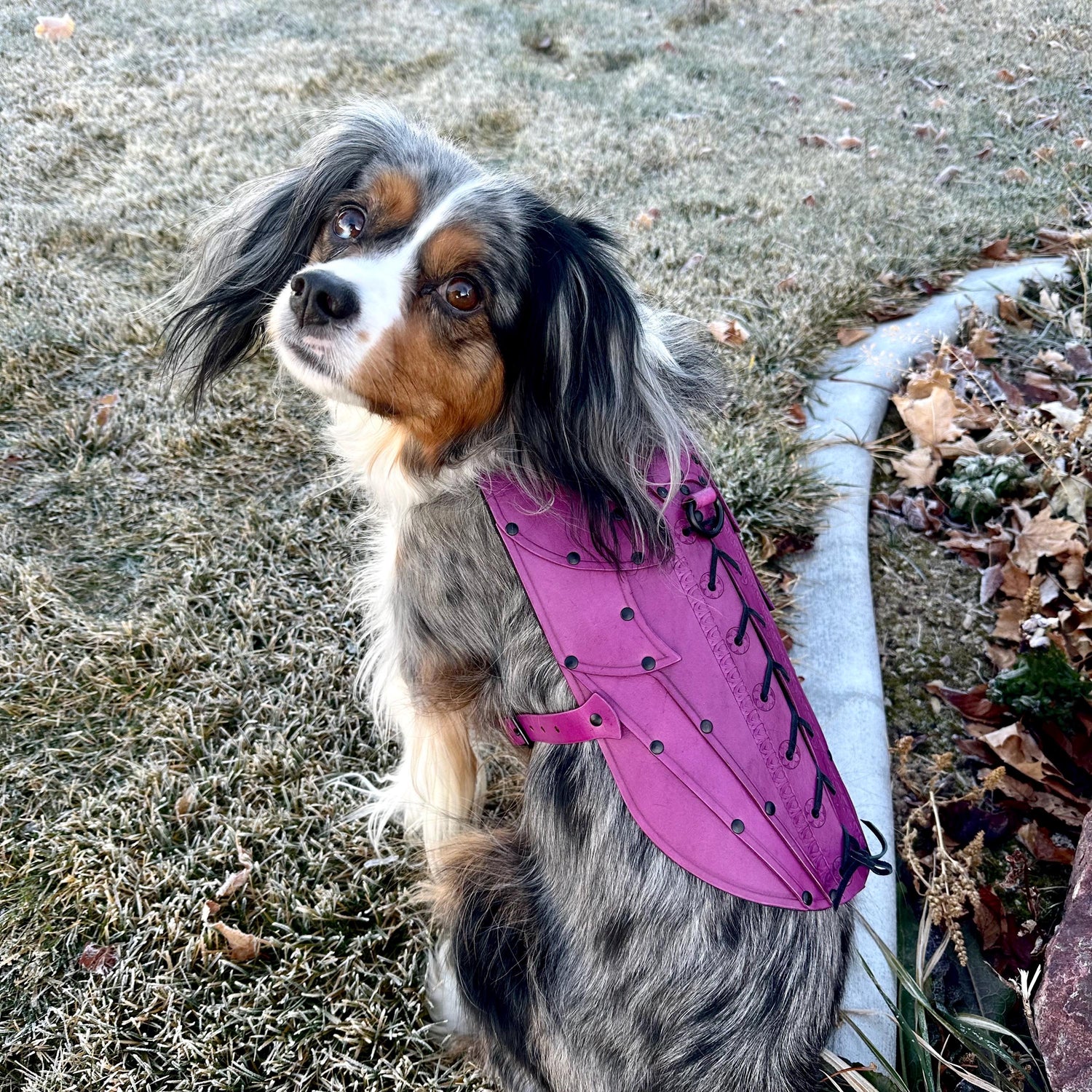 Evie Leather Dog Armor, Harness