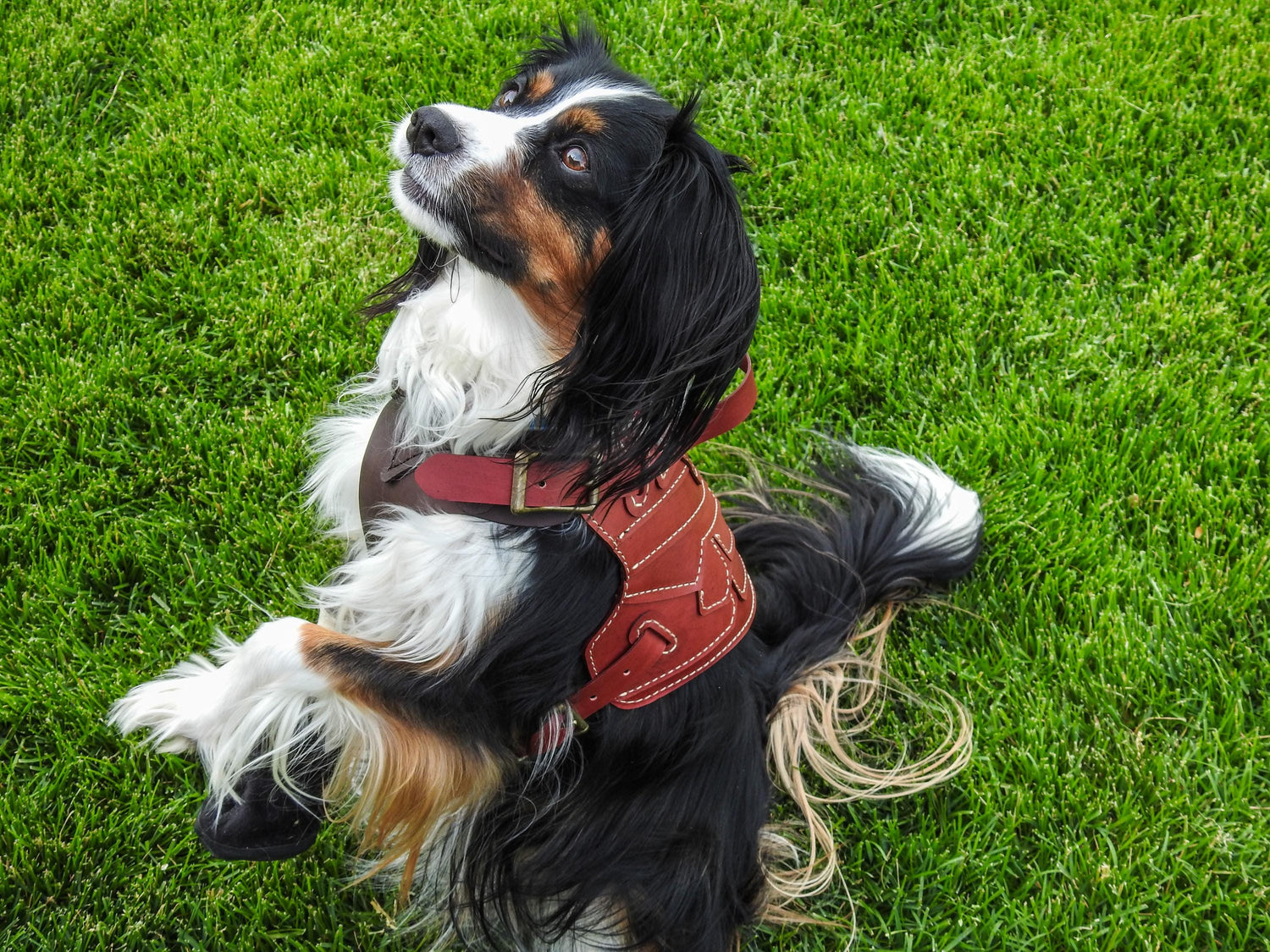 Druaneth Leather Dog Armor Harness