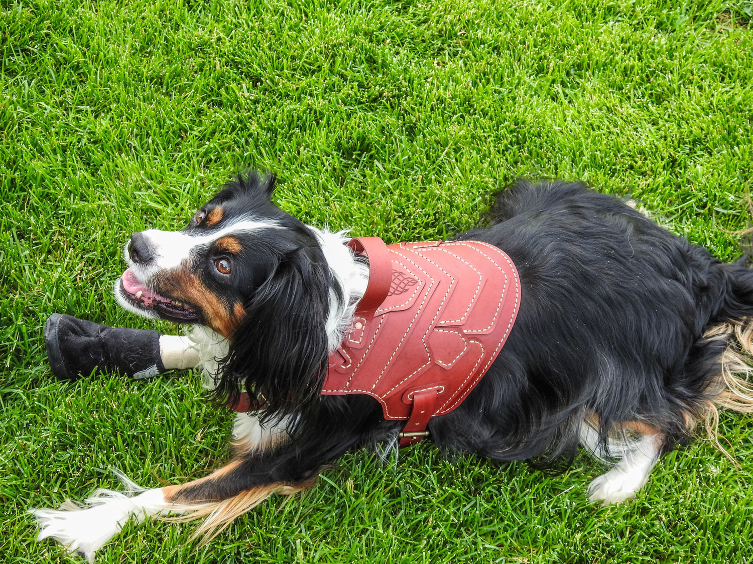 Druaneth Leather Dog Armor Harness