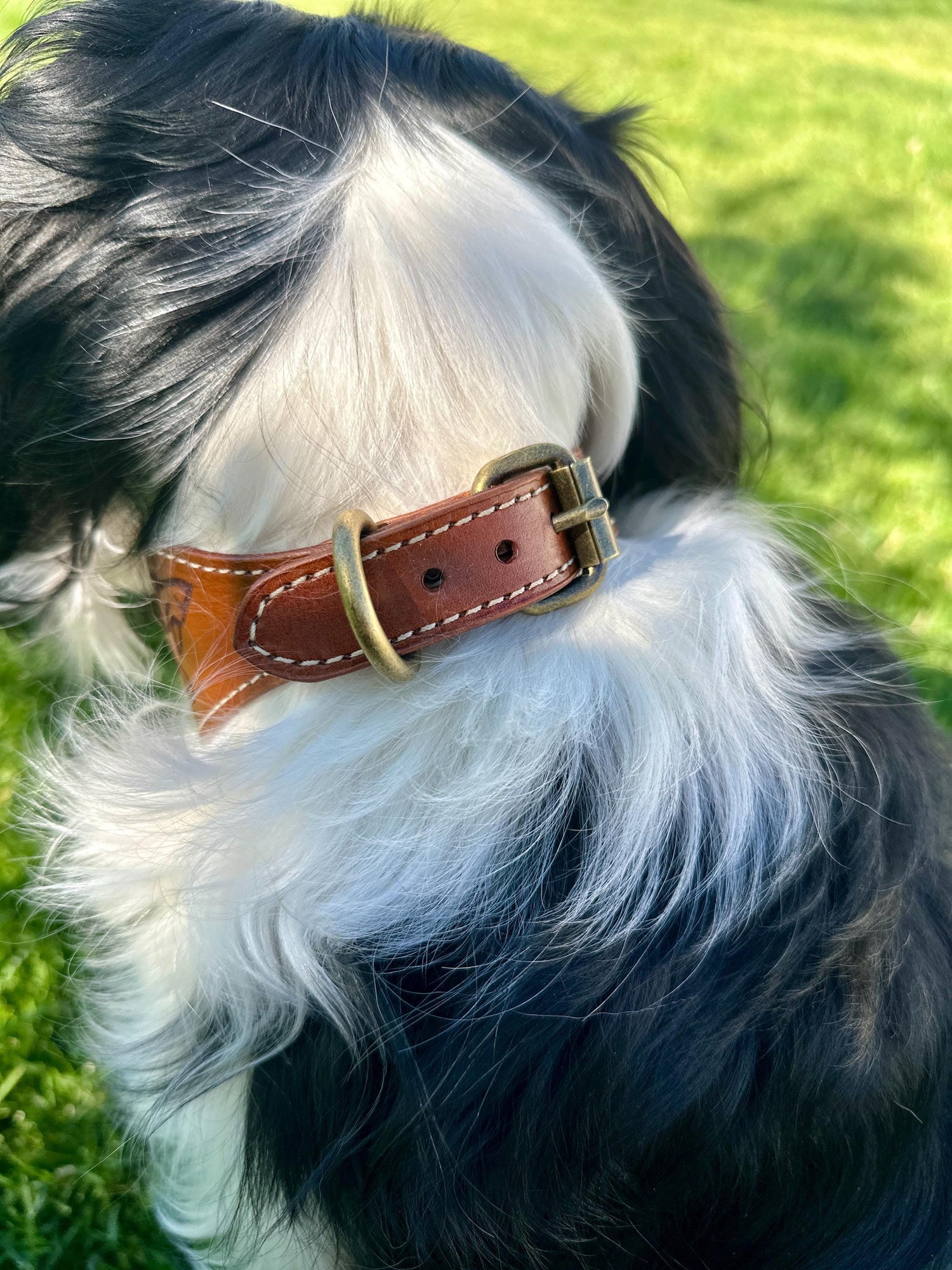 Celtic Leather Dog Collar