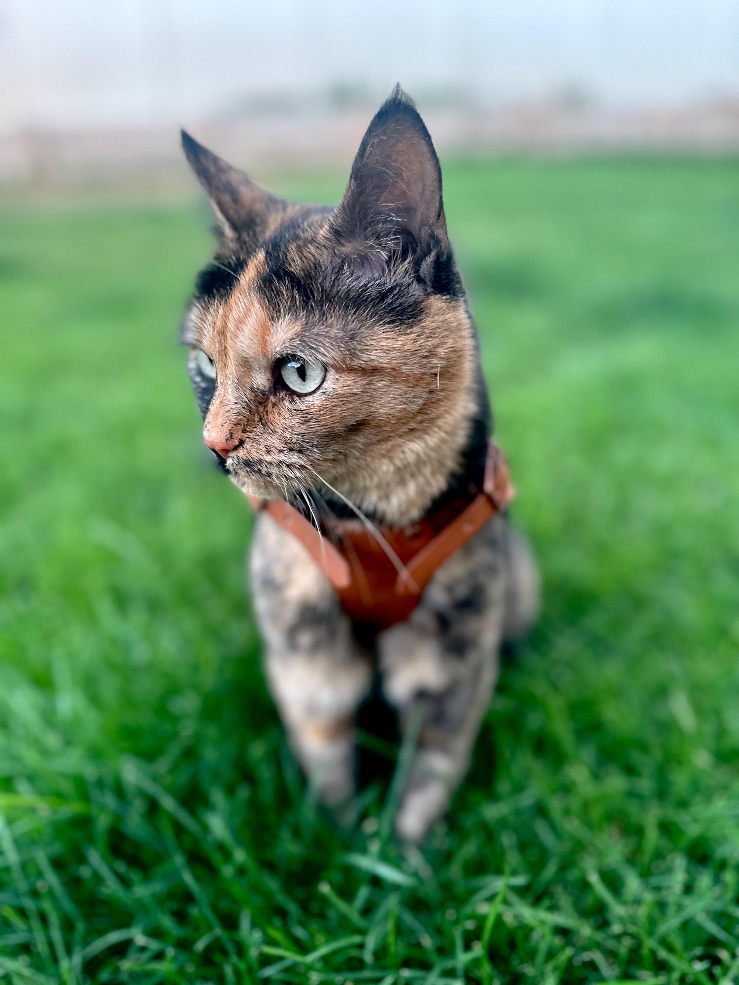 Frida Leather CAT Harness Armor