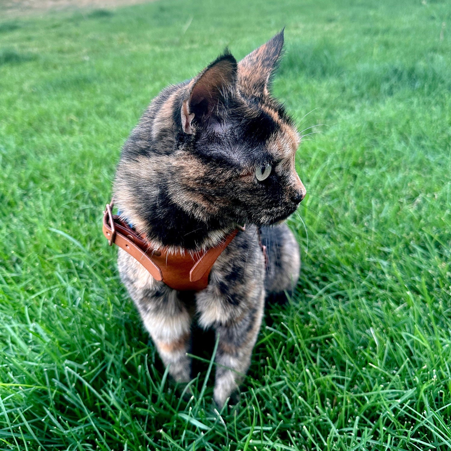 Frida Leather CAT Harness Armor